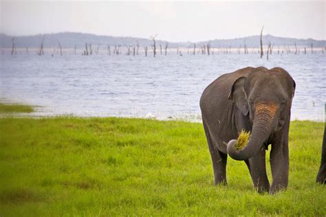 Our Sri Lanka elephant safari – Captain and Clark