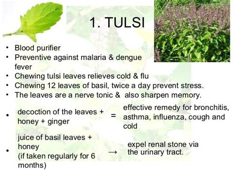 List Of Benefits That You Can Get From Tulsi Leaves | Herbs for health ...