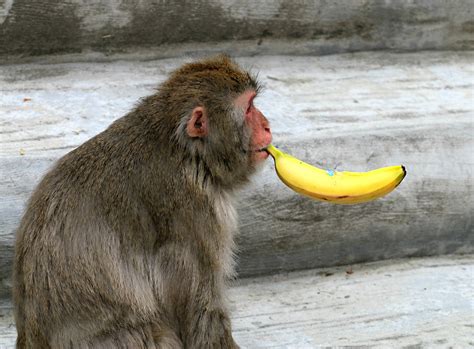 Affe Banane Rauchen Die - Kostenloses Foto auf Pixabay