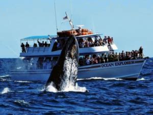 What to Know About Newport Oregon Whale Watching