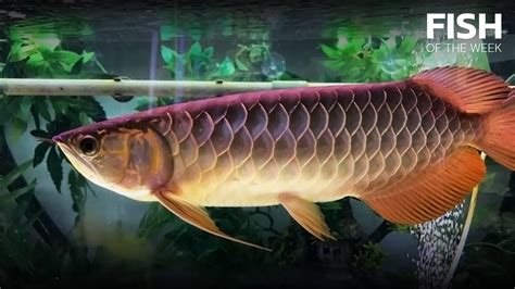 Mgbb Arowana Meaning Price Online | deborahsilvermusic.com