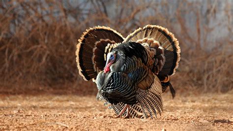 Wild Turkey Facts | Best Friends Animal Society - Save Them All