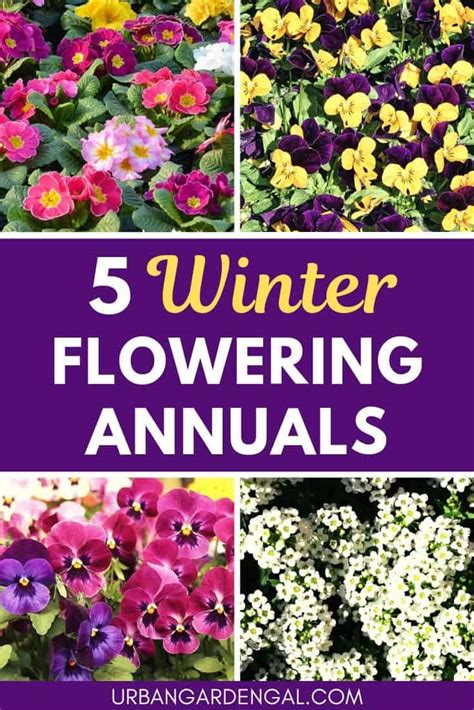 5 Winter Flowering Annuals – Urban Garden Gal