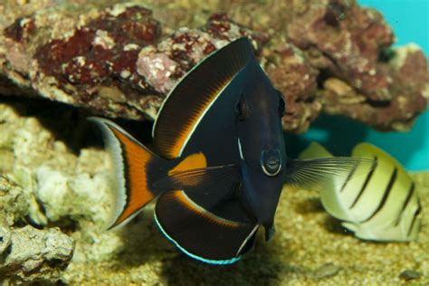 Achilles Tang Care: Hardiness, Feeding, and Water Conditions