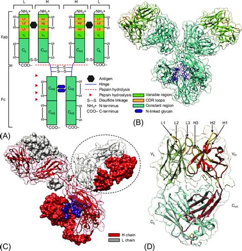 1 Immunoglobulin IgG1 domains and three-dimensional structure. (A) This ...