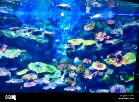 Siam paragon aquarium hi-res stock photography and images - Alamy