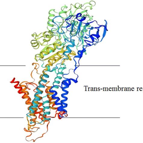 Structure of Na⁺/K⁺-ATPase showing major catalytic unit and three ...