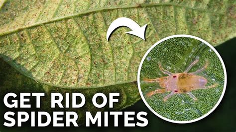 Super Simple Spider Mite Control and Prevention - YouTube