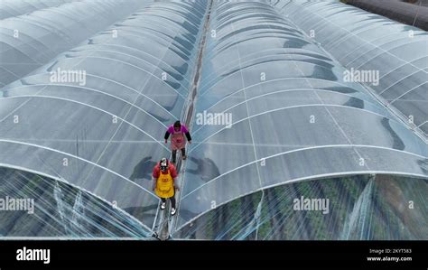 Aerial photo shows villagers strengthening vegetable greenhouses in Sidu Town, Huichuan District ...