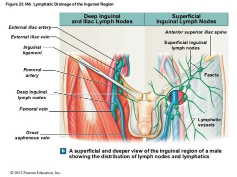 What Drains Into The Superficial Inguinal Lymph Nodes | Images and Photos finder