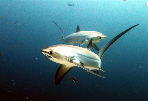 Thresher Shark – "OCEAN TREASURES" Memorial Library