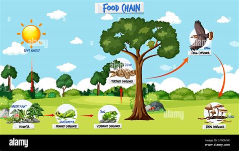 Food chain diagram concept on forest background illustration Stock Vector Image & Art - Alamy