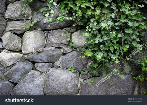 English Ivy Growing On Stone Wall Stock Photo 41517712 | Shutterstock