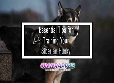 Essential Tips for Training Your Siberian Husky