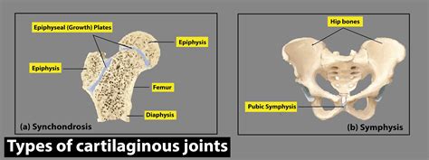 Describe any two types of cartilaginous joints giving examples.