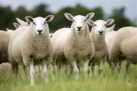 'Green sheep' on the way as Scottish scientists set out to breed more eco-friendly lambs ...