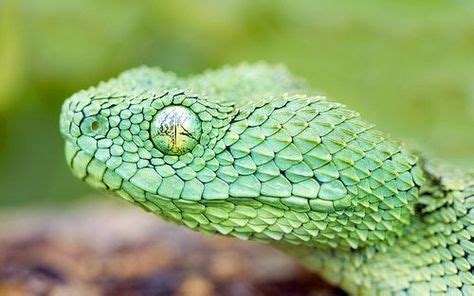 African Bush Viper (Atheris chlorechis) is a venomous viper species found only in the forests of ...