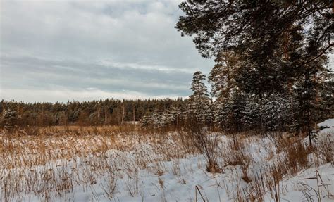 Snow Covered Green Forest Trees during Day · Free Stock Photo