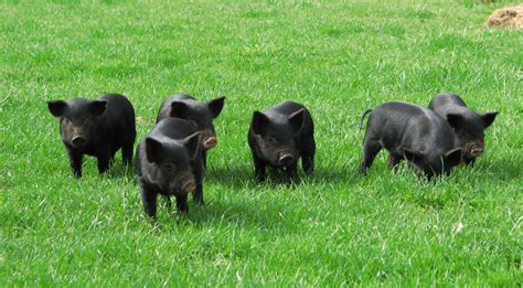 Cascade Meadows Farm American Guinea Hog Piglets