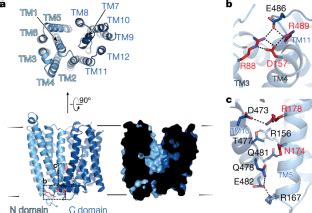 Structure of hepcidin-bound ferroportin reveals iron homeostatic ...