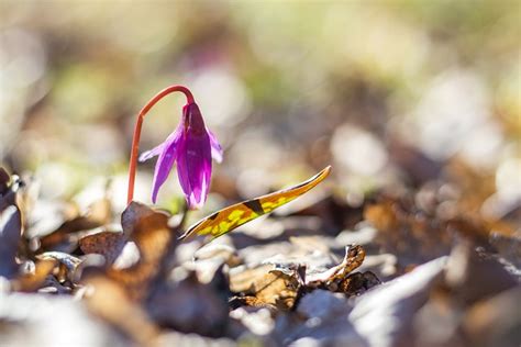 Erythronium Dens Canis Dogtooth - Free photo on Pixabay