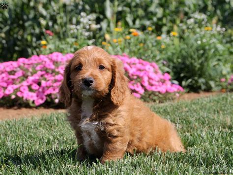 Brittany Spaniel Mix Puppies for Sale | Greenfield Puppies