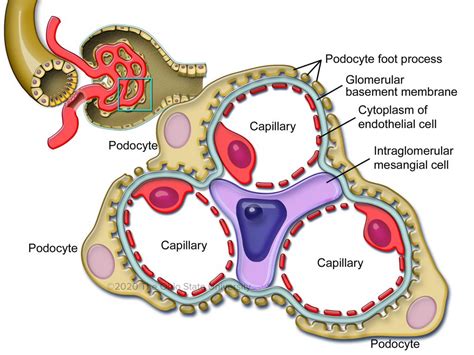 Kidney Anatomy Glomeruli