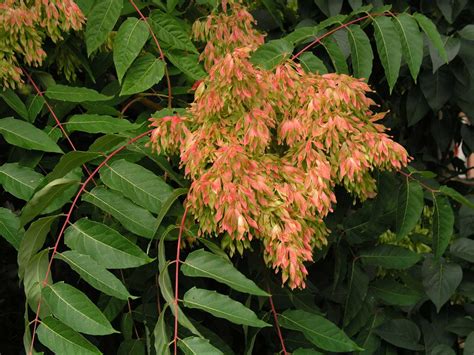 Ailanthus Glandulosa – NutraWiki