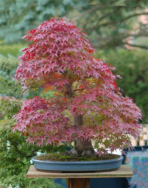 Weeping Japanese Maple Bonsai