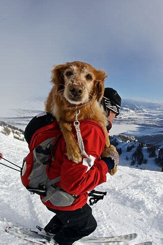 1000+ images about Avalanche & Rescue Dogs on Pinterest | Skiing, Caves ...