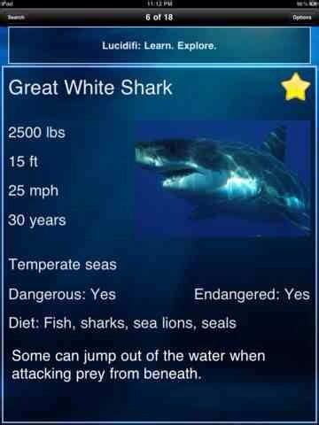 Great White Shark Diet Facts And Fiction - diyinter