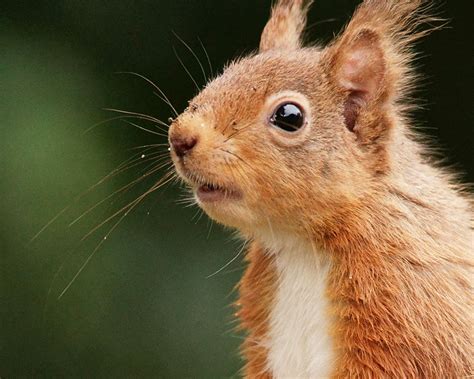 Why is the Red squirrel declining in the UK & what can be done? | Wildlife Online