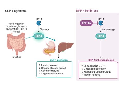 Mechanism Of Action Of GLP-1 Agonists - My Endo Consult