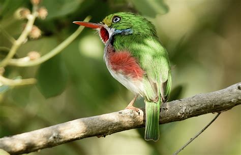 Cuba – Endemic Birds