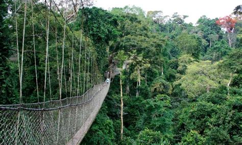 Kakum National Park and the Canopy Walk - viewGhana