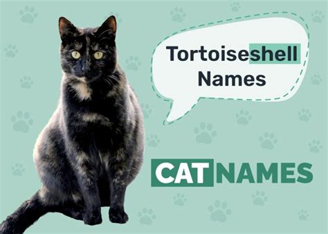 100+ Tortoiseshell Cat Names: Great Ideas For Your Cute Cat - Catster