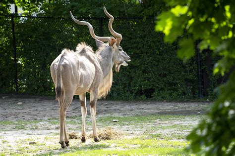 greater kudu eating - Potawatomi Zoo