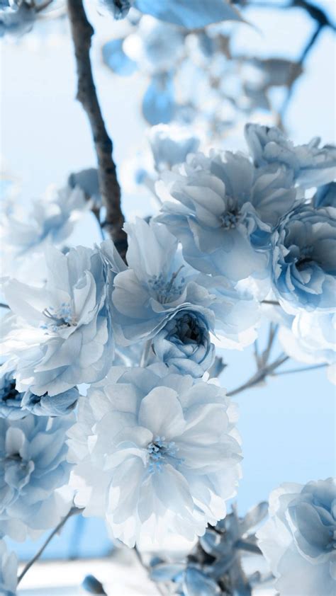 √ Aesthetic Blue Flowers