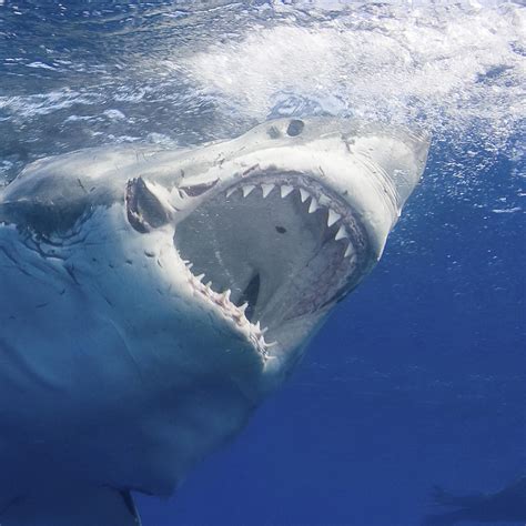 Great White Shark | National Geographic