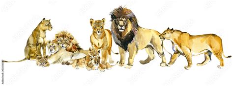 lion pride watercolor illustration. African savannah animals. realistic wild cats 素材庫插圖 | Adobe ...