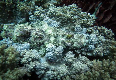 Camouflaged Crocodilefish Facts and Photographs | Seaunseen