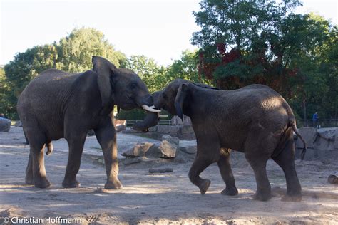 Tierpark Berlin - kantega.de - Fotoreiseblog