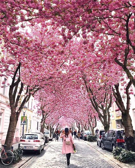 Incredible Cherry Blossoms in the Streets of Bonn, Germany - Plants Spark Joy