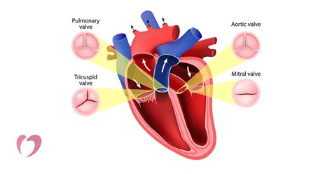 Leaky Heart Valves: Causes, Diagnosis, and Treatment | Oklahoma Heart ...