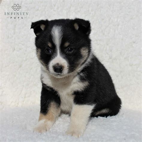 Spitz Puppies For Sale • Adopt Your Puppy Today • Infinity Pups