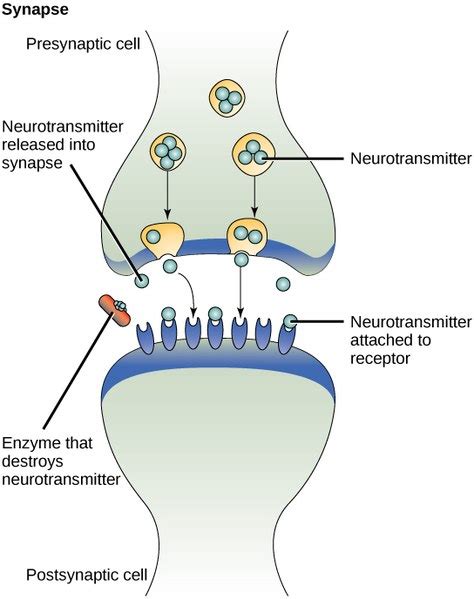 Difference Between SNRI and SSRI | Definition, Mechanism of Action, Side Effects, Similarities ...