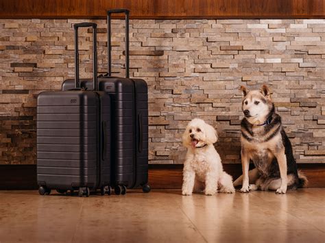 8 Pet-Friendly Hotels in Orlando for Fun-Filled Days with Your Mascot