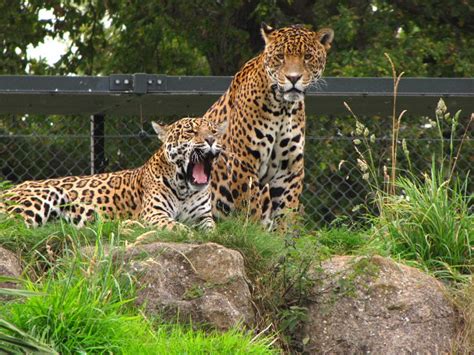 Chester Zoo, chester, United Kingdom - Top Attractions, Things to Do & Activities in Chester Zoo