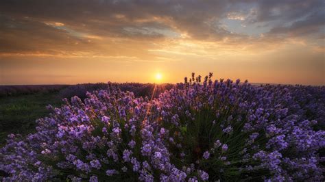 Download Lavender Field Nature Sunset HD Wallpaper