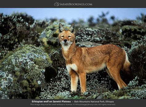 Bale Mountains Wildlife Photos – Images & Pictures of Bale Mountains National Park